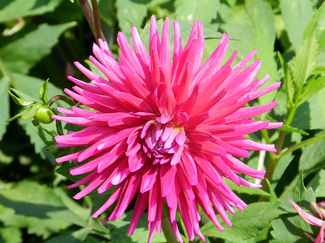 Free Flower Tranquility photo and picture