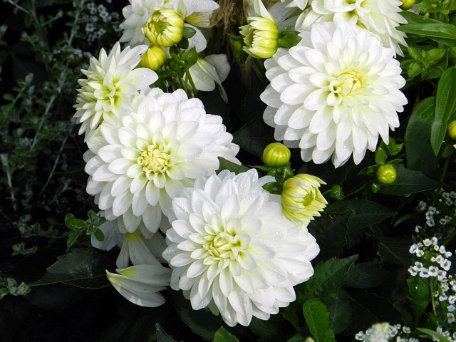 Free Garden Flowers photo and picture