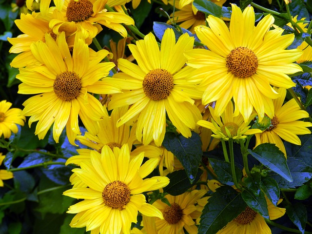 Free Garden Flowers photo and picture
