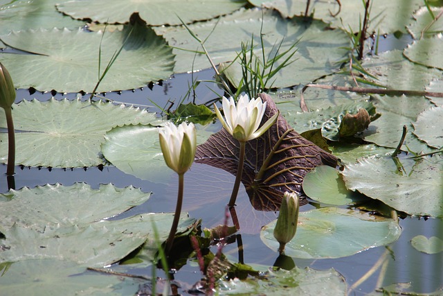 Free Water Lilies Flower photo and picture