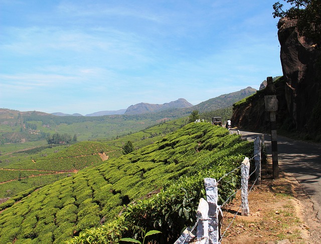 Free Tea Plantation Tea Cultivation photo and picture
