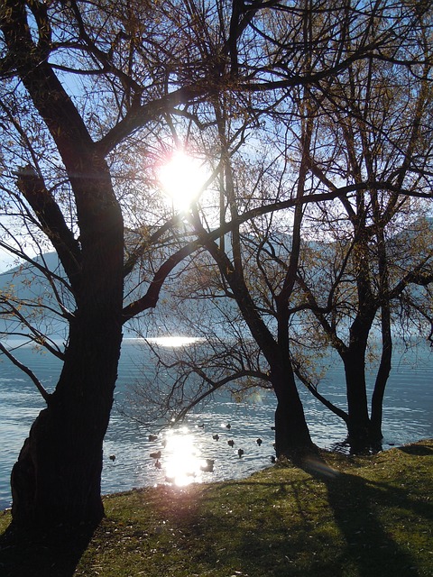 Free Tree Sun photo and picture
