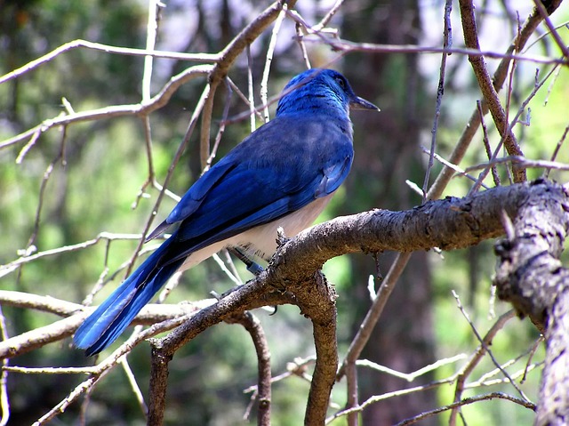 Blue Bird Wildlife Tree - Free photo on Pixabay
