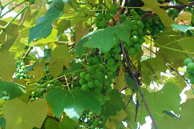 Free Grapes Grapevine photo and picture