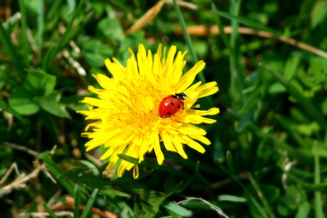 Free Lady Bug photo and picture