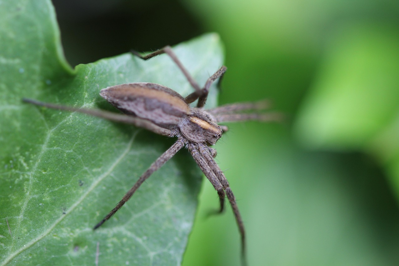 Araña Insecto Alimentar - Foto gratis en Pixabay - Pixabay