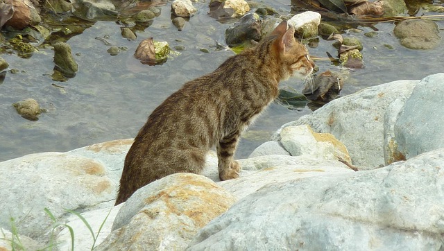 Free Cat Feline photo and picture