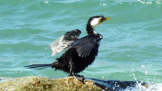 Free Waterfowl Bird photo and picture