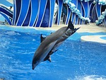 dolphins, leaping, jumping