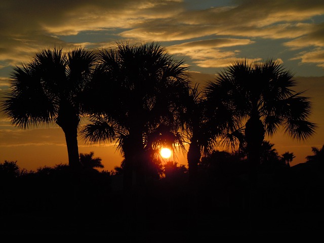 Free Sunset Trees photo and picture