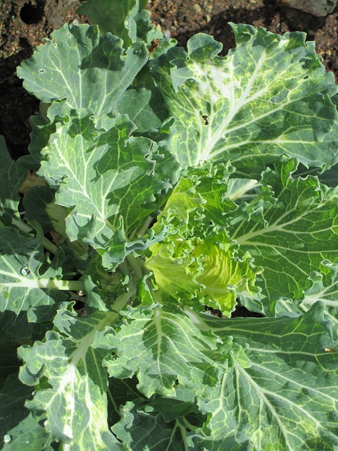 Free Plant Nature photo and picture