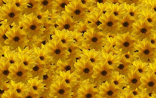 Free Flower Yellow illustration and picture