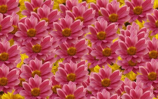 Free Flower Nature illustration and picture
