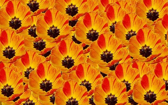 Free Flower Tulips illustration and picture