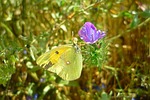 butterfly, flower, colias
