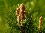 bud, fir, tree