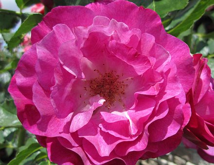Free Pink Roses photo and picture