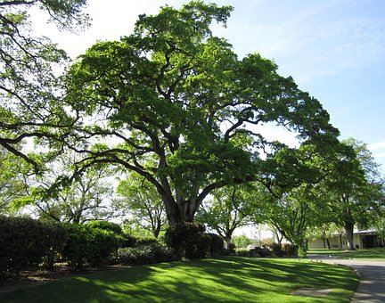 Free Tree Nature photo and picture
