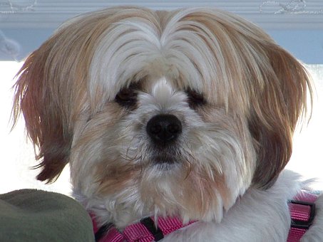 Free Dog Pet photo and picture