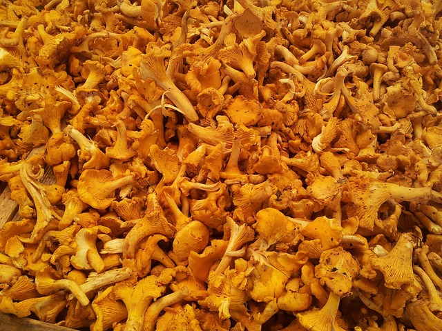 Free Chanterelles Market photo and picture
