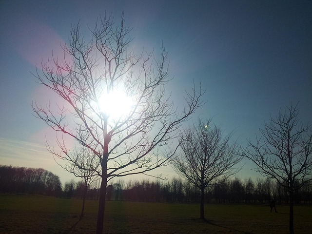 Free Sunset Tree photo and picture