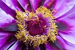 peony, flower, nature