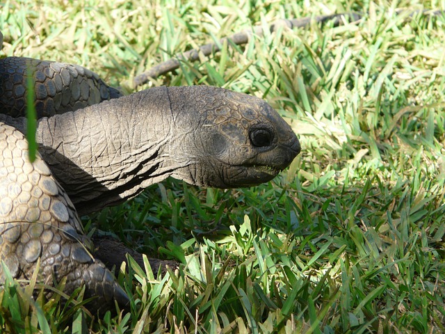Download free HD stock image of Giant Tortoise Mauritius Free Giant Tortoise Mauritius photo and picture