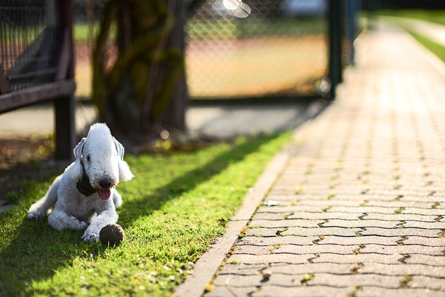 Hond, Zomer, Schaduw, Natuur, Groente