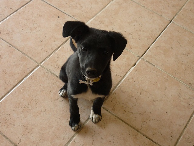 Free Dog Puppy photo and picture