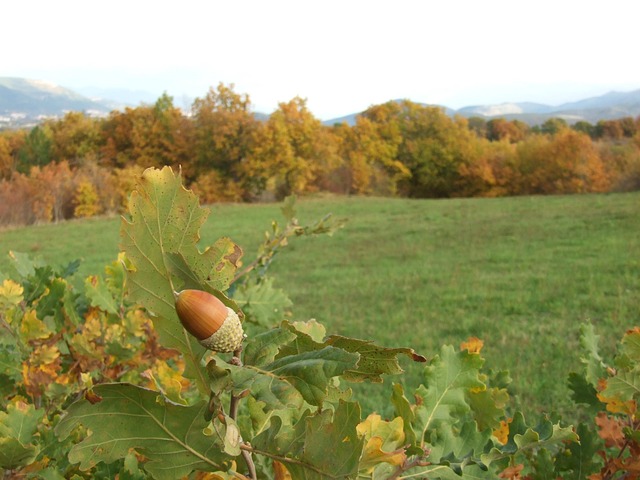 Free Acorn Acorns photo and picture