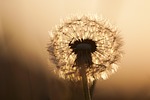 dandelion, flowers, summer