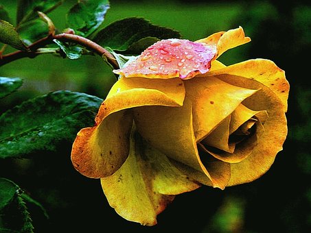 Rose, Žlté Ruže, Ruže Kvet, Makro, Tea