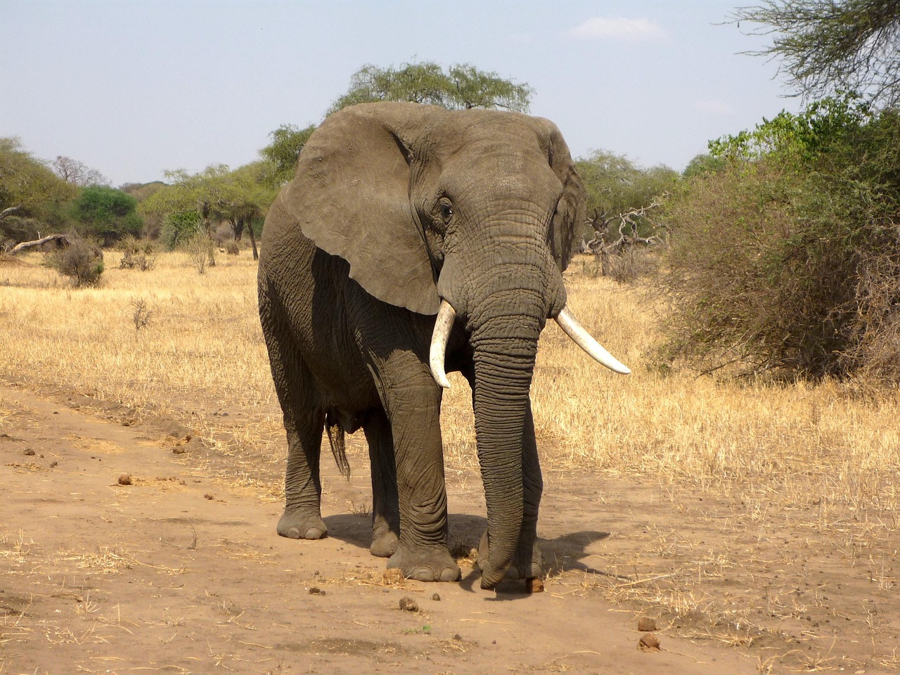 10 000 Free African Elephant Elephant Images Pixabay