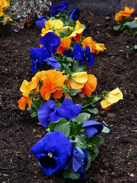 Free Pansy Viola Wittrockiana photo and picture