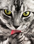 tabby, cat, close-up