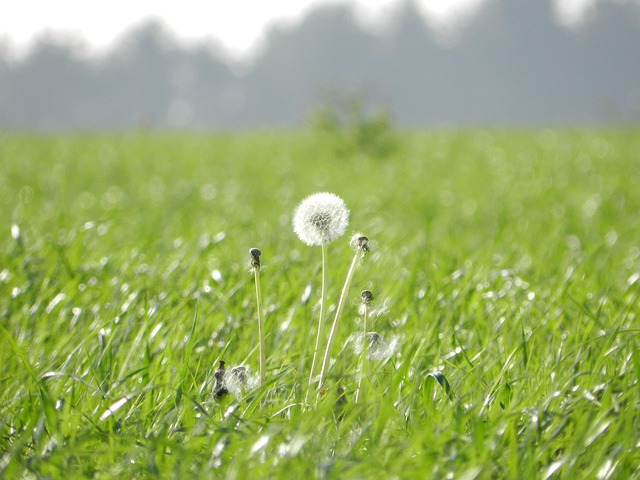 Free Green Prado photo and picture