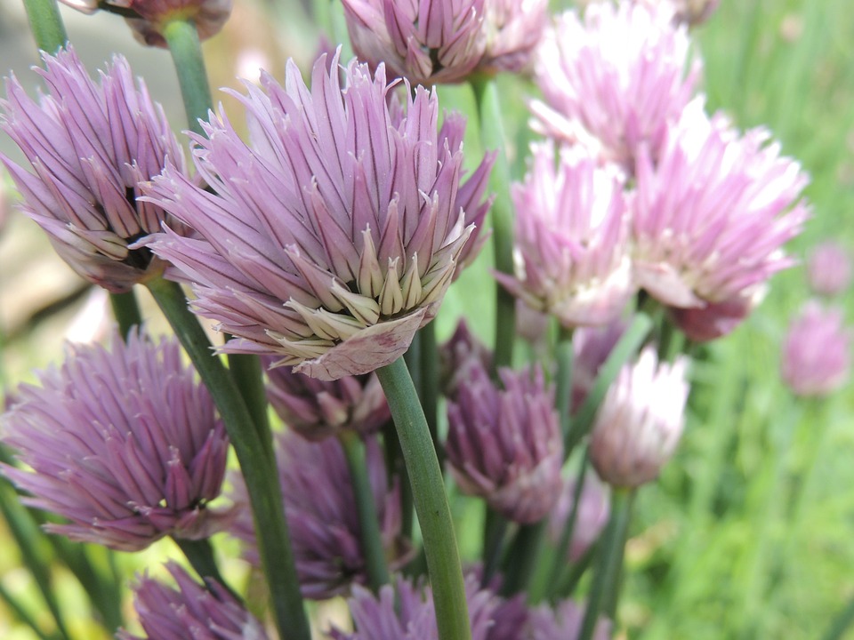 Chive Bloom Plant Free photo on Pixabay Pixabay