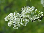 flowers, common bird cherry, white