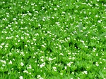 woodruff, blossom, bloom