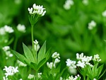 woodruff, blossom, bloom