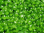 woodruff, blossom, bloom