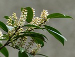 prunus laurocerasus, bush, blossom