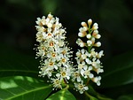 prunus laurocerasus, blossom, bloom