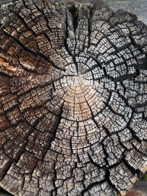 Free Wood Nature photo and picture