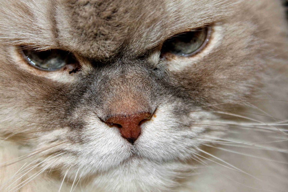 Cat Face Head Cat'S Free photo on Pixabay
