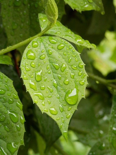 Free Leaf Nature photo and picture
