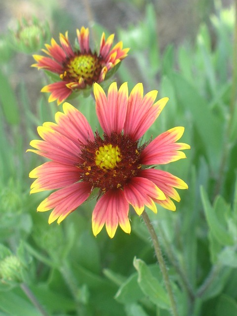 Free Flowers Red photo and picture