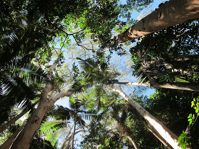 Free Trees Sky photo and picture