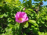 rosa rugosa, flowers, shrub