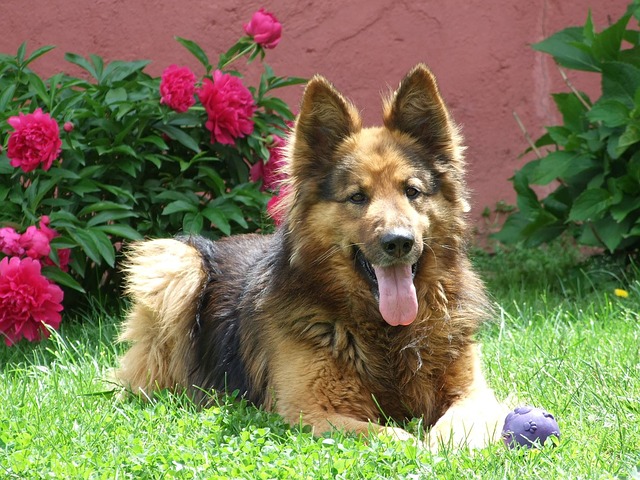 Free Dog German Shepherd photo and picture